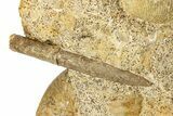 Fossil Ammonite, Belemnite & Gastropod Cluster - Fresney, France #279308-7